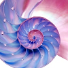 thewakemods: (pretty nautilus)