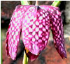 moth2fic: close-up of snakeshead fritillary bloom (spring_fritillary)