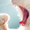 alwayswondered: A closeup of a kitten yawning. (Or maybe just need some sleep.)