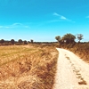 arafretya: Rural path and blue sky (Rural pathway)