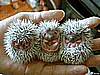 moth2fic: baby hedgehogs with animation for 'hear no evil' etc. (emotions_hedgehogs_noevil)
