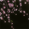 naye: (mushishi - yozakura)