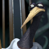 kawkaw: (Crane 40)