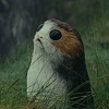 bigwalkingcarpet: (porg in the wild)
