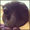 missroserose: A black short-haired cat curled up for a nap. (Mid-morning nap)