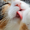 bellflower: A close up of a cat licking his paw ([Cats] Bath time)