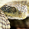 nonvenomous: (snek)