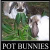 moth2fic: rabbits eating pot leaves/caption:potbunnies (writing_potpunnies)