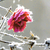 moth2fic: pink rose in severe frost (winter_frostedrose)