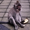 teresa_tydaide: Sitting monkey eating a banana (Monkey)