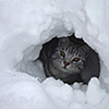 moth2fic: cat peeping from snowhole (winter_catinsnowhole)