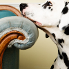 unavoidedcrisis: dalmatian resting its head on the arm of a couch (resting dalmatian)