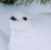 pteropoda: (ptarmigan)