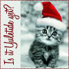 opalmatrix: A kitten in a Santa Claus, captioned Is It Yuletide Yet? (Yuletide Kitty)
