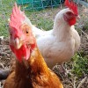 tielan: brown chicken looking at camera, white chicken in profile (garden 01 - pumpkin vine)
