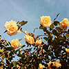 headstone: (roses / bel air)