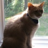 madfilkentist: Carl in Window (CarlWindow)