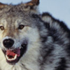 nostalgiasock: (Wolf)