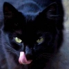 misterblackbird: (Only a Temporary Malady)