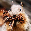 anirrationalseason: (Autumnal squirrel)