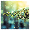 monksandbones: A snow-covered conifer branch haloed in golden light (winter conifer)