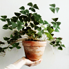 merit: (Misc Pot Plant)