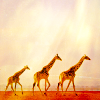 leesa_perrie: three giraffes walking along (Giraffes)