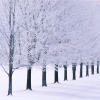 leesa_perrie: icon of a row of trees covered in snow (Season Winter)