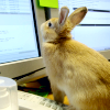 leesa_perrie: a brown bunny sat on a laptop that is open, looking at the screen (Bunny Laptop)