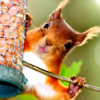 leesa_perrie: a red squirrel on a bird feeder (Red Squirrel)