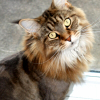 acuriouscat: (Default)