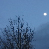 amindamazed: bare tree and full moon against the sky (elementary)