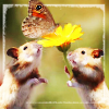 hamsterwoman: (hamsters with butterfly)
