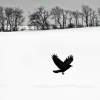 yuuago: (Landscape - Winter raven)