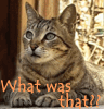 moniqueleigh: (What was that?)