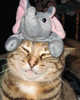 moniqueleigh: (Elephant on Cat)