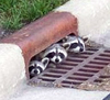 moniqueleigh: 3 raccoons peeking their heads out of a storm drain (Raccoons - Hi there)