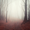 ysilme: Light-filled leafless forest shrouded in mist. (Misty autumn)