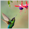 muccamukk: A hummingbird flies up to feed from a fuchsia flower. (Misc: Hummer)