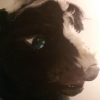 spacewastrel: my fursuit head (Default)
