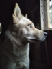 eldriwolf: Husky mix at my window (Lulu)