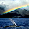 grundyscribbling: photo of whale turning on its side with a rainbow in the sky (nature - rainbow and whale)