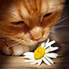 fireofuniverse: (ginger cat camomile)