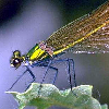 libskrat: (dragonfly)