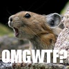 libskrat: (pika omgwtf)