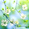 secretsolitaire: white flowers. (Default)