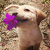 fleurviolette: (puppy and flower)