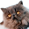 catness: (catpersian)