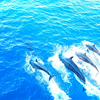 grundyscribbling: four dolphins swimming in tropical sea (nature - dolphins)