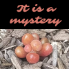 rachelmanija: Photo of weird plant that looks like a cluster of orange eggs. Text: It is a mystery (It is a mystery)